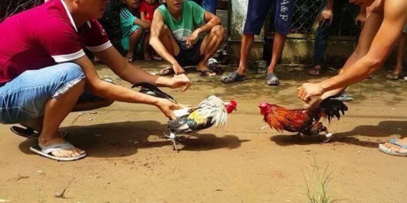 Hướng dẫn trò chơi trực tuyến B52 của tôi - B52