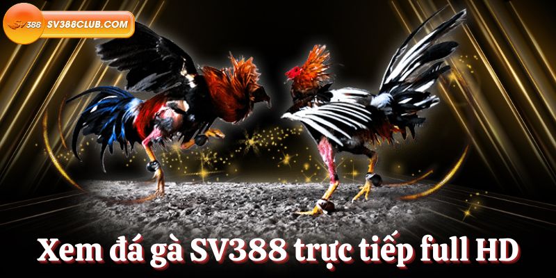 Tôi cần biết gì khi đặt cược vào các sự kiện cấp độ H3bet? - H3bet