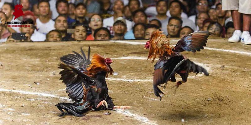 Nhận mã quà tặng khuyến mãi thông qua các ưu đãi đặc biệt của 266Bet - 266Bet